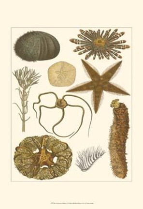 Framed Underwater Oddities I Print