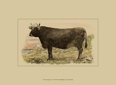 Framed Antique Cow V Print
