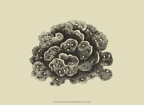 Framed Coral On Khaki I Print