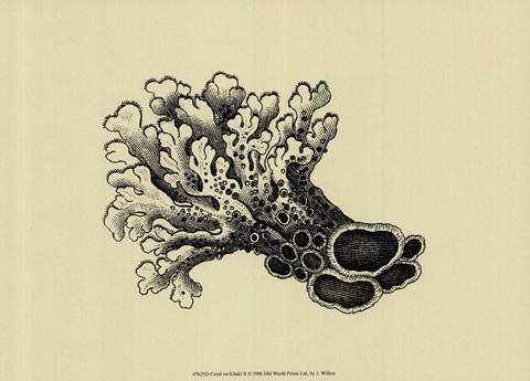 Framed Coral On Khaki II Print