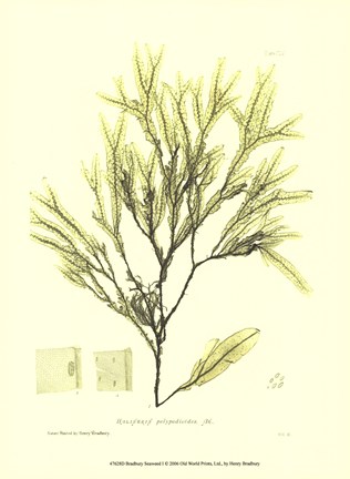 Framed Seaweed I Print