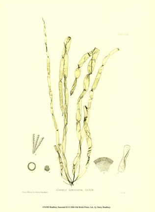 Framed Seaweed III Print