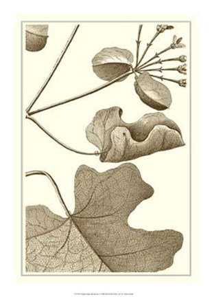 Cropped Sepia Botanical I by Jillian Jeffrey