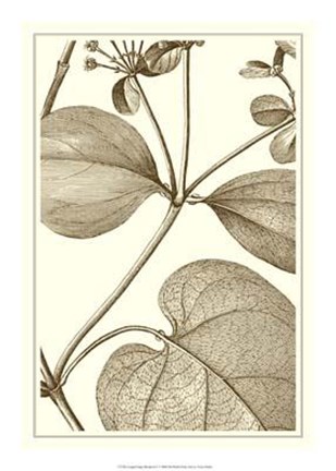 Framed Cropped Sepia Botanical V Print