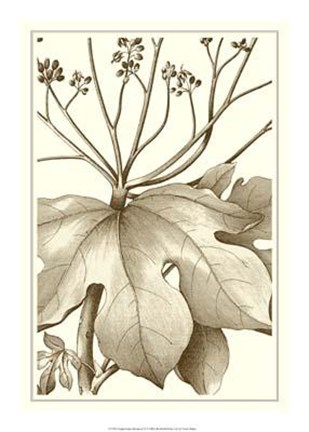 Cropped Sepia Botanical VI by Jillian Jeffrey