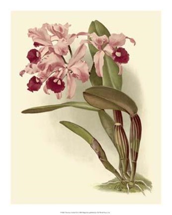Framed Dramatic Orchid III Print