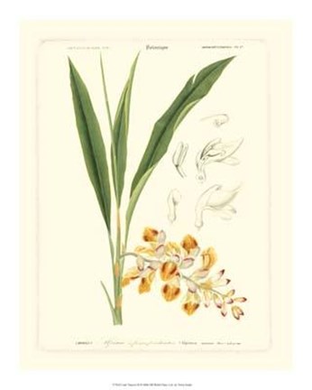 Framed Lush Tropical III Print