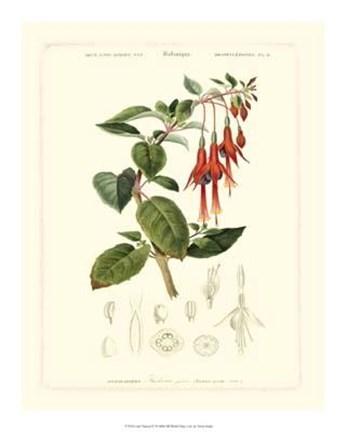 Framed Lush Tropical IV Print