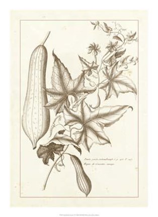 Framed Sepia Buchoz Exotics IV Print