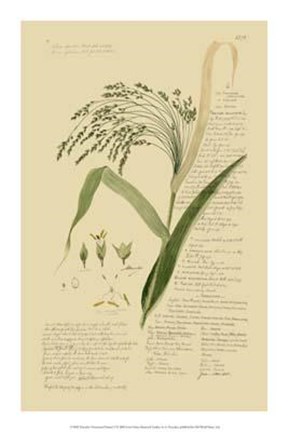 Framed Descubes Ornamental Grasses V Print
