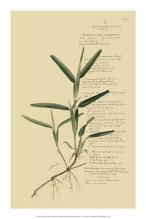 Framed Descubes Tropical Grasses IV Print