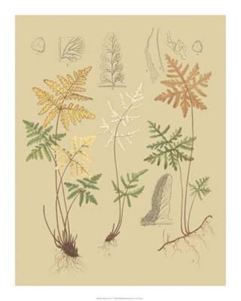 Framed Nature&#39;s Lace I Print