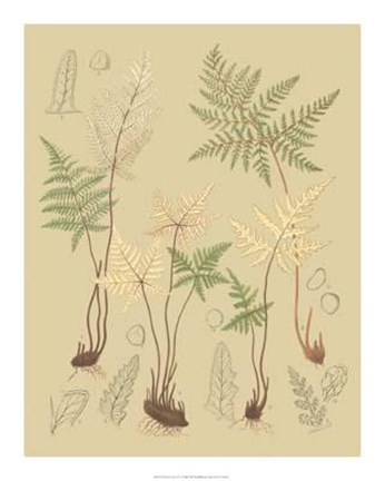 Framed Nature&#39;s Lace II Print