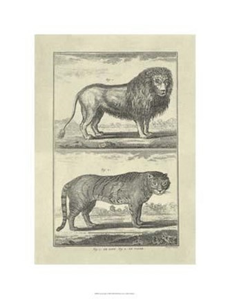 Framed Lion Tiger Print