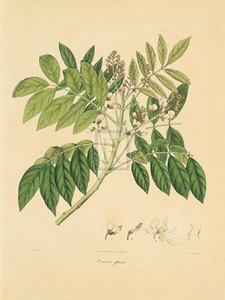 Framed Unpublished East Indian Plants II Print