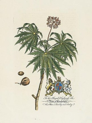 Framed Duke of Cumberland Botanical Print