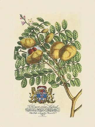 Framed Prince Saxegotha Botanical Print