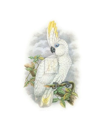 Framed Cacatua Ophthalmica II Print