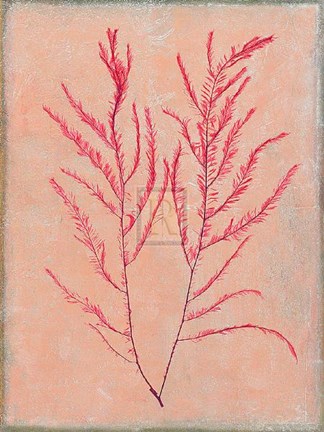 Framed Coral Island IV Print