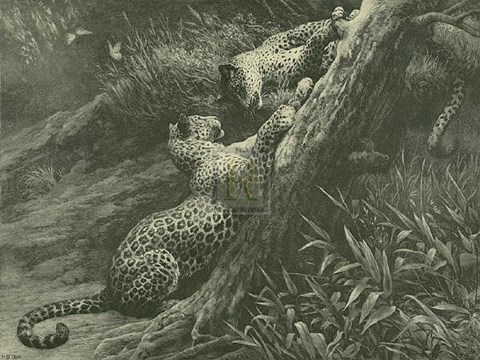 Framed Leopards on a Branch Print