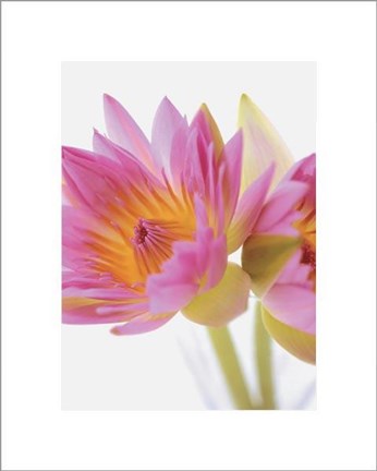 Framed Lotus Blossoms Print
