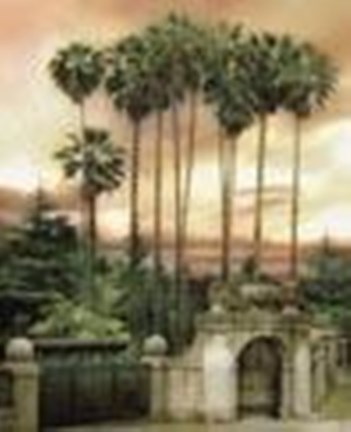 Framed Eden Palm Print