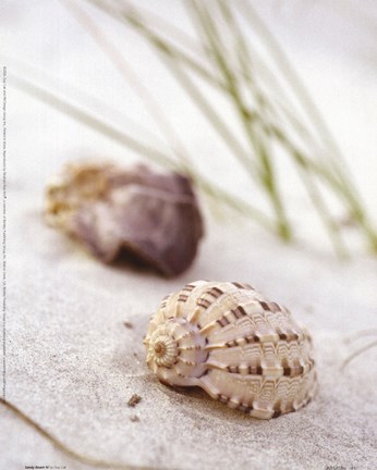 Framed Sandy Beach IV Print