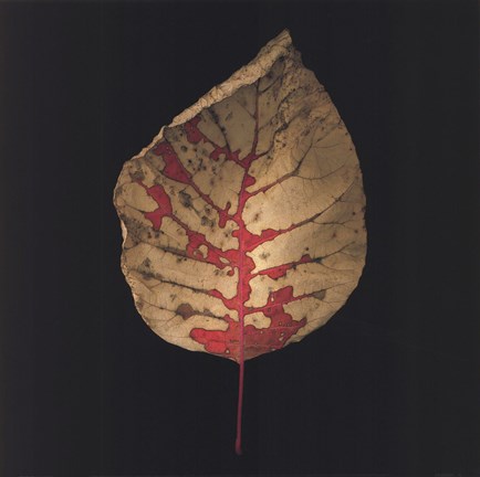 Framed Smokebush Print