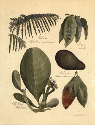 Framed Rainforest Collection I Print