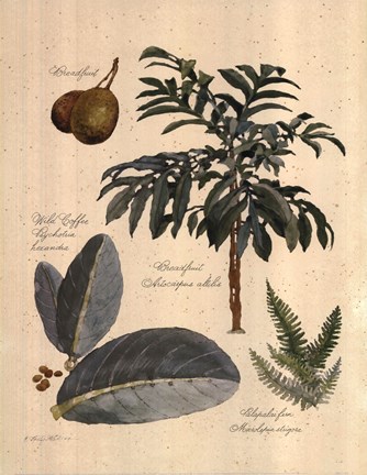 Framed Rainforest Collection II Print