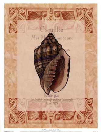 Framed Shell Botanical II Print
