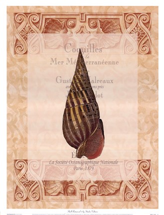 Framed Shell Botanical III Print