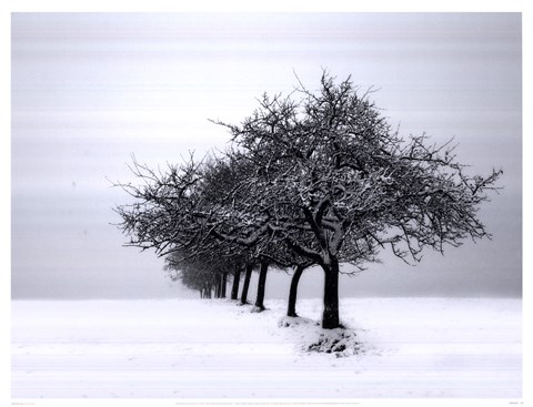 Framed Winter Tree Line I Print