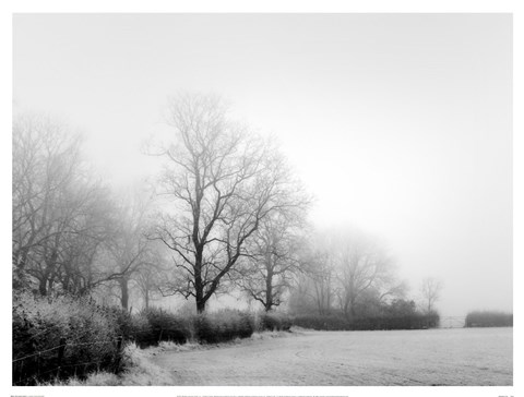 Framed Misty Tree-Lined Field Print