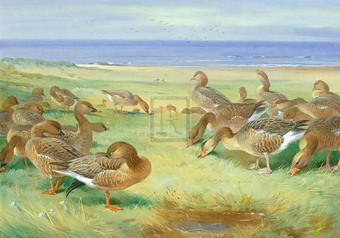 Framed Grey Lags Print