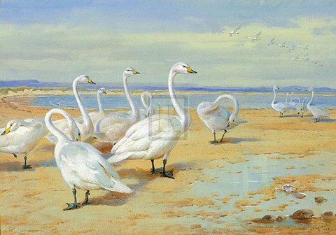 Framed Whooper Swan Print
