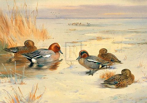 Framed Wigeon and Teal Print