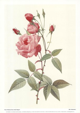 Framed Rosa Indica Vulgaris Print