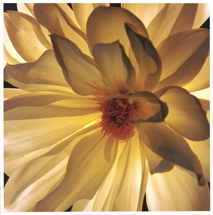 Framed All Ablaze Print