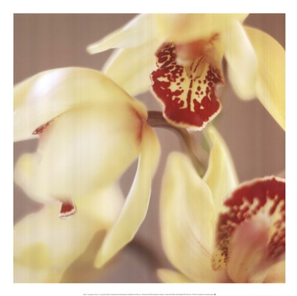 Framed Cymbidium Flow II Print