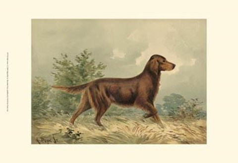 Framed Irish Setter I Print
