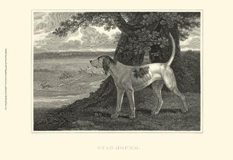 Framed Staghound Print