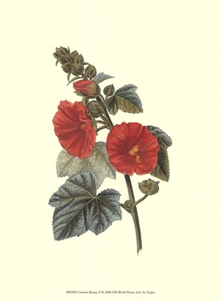 Framed Crimson Beauty II Print