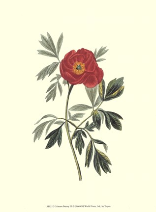 Framed Crimson Beauty III Print