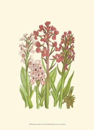 Framed Summer Garden VII Print