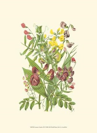 Framed Summer Garden IX Print