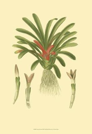 Framed Tropical Karatas Print
