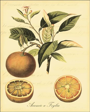 Framed Petite Tuscan Fruits III Print