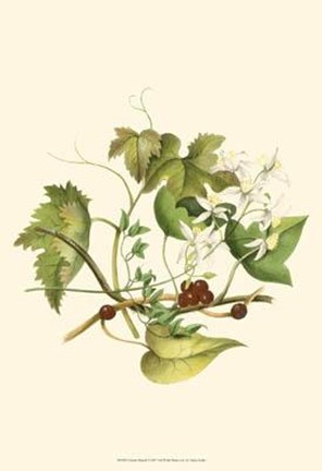 Framed Clematis Branch Print