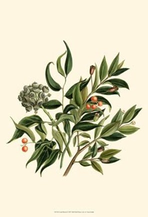 Framed Laurel Branch Print